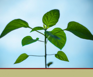 European Recovery Project